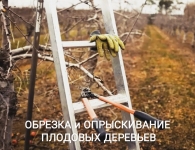 Обрезка деревьев Воронеж и опрыскивание от вредителей картинка из объявления