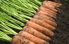 Морковь каскад F1 1,6-1,8 (500 000 семян) прайм+B-Mox Bejo картинка из объявления