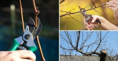 Обрезка деревьев Ямное Воронеж и опрыскивание от вредителей в картинка из объявления