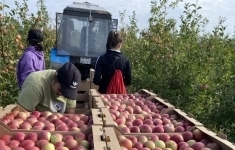 Продаются яблоневые сады в Адыгее картинка из объявления