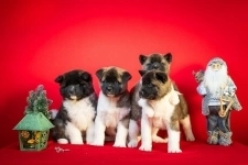 Американская акита картинка из объявления