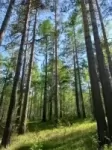 магия целительство картинка из объявления