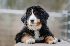 Bernese Mountain Dog от заводчика картинка из объявления