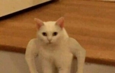 тест картинка из объявления