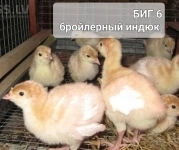 Суточные индюшата в объявлении 2 фото Суточные индюшата картинка из объявления