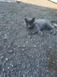 Прекрасные котята картинка из объявления