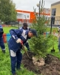 Саженцы и крупные деревья и кустарники для быстрого озеленения картинка из объявления