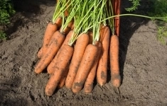 Морковь норволк F1 2,0-2,2 (1 000 000 семян) Bejo картинка из объявления