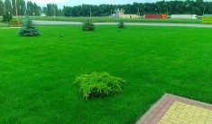 Газон посевной в Медовке и газон рулонный Медовка, посев газона в картинка из объявления
