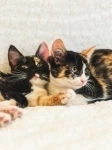 Милые котята Мира и Айрис в добрые руки картинка из объявления