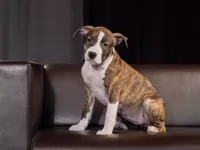 Шикарные тигровые и рыжие щенки Амстаффтерьера ркф картинка из объявления