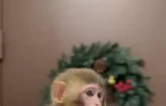 Малыши картинка из объявления