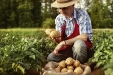 Сборщик овощей картинка из объявления