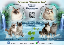 Котята Невской маскарадной кошки картинка из объявления