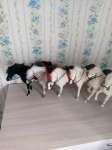 Игрушки табун лошадей картинка из объявления