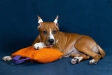 Красивая  девочка аст для души5 ме сяцев картинка из объявления