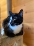 Кошечка картинка из объявления