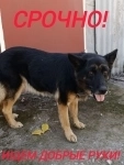 Срочно ищем новый дом для собаки картинка из объявления