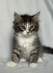 Котята ищут дом. картинка из объявления