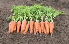 Морковь кесена F1 1,8-2,0 (1 000 000 семян) Bejo картинка из объявления