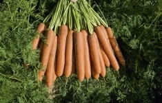 Морковь намдал F1 1,8-2,0 (1 000 000 семян) Bejo картинка из объявления