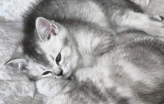 Котёнок картинка из объявления