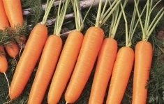 Морковь найроби F1 1,8-2,0 (1 000 000 семян) Bejo картинка из объявления