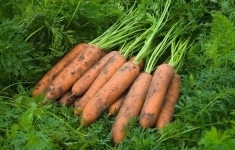 Морковь ньюкасл F1 1,8-2,0 (1 000 000 семян) Bejo картинка из объявления