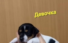 Щенки Джек Рассел терьер картинка из объявления