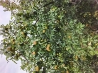 Продам груши картинка из объявления