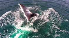 Навстречу китам! Авторский тур по акватории Охотского моря. картинка из объявления