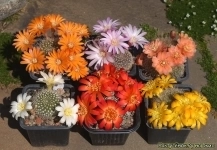 , купить растения картинка из объявления