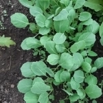 Продаю рассаду картинка из объявления