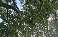 Продам 1 комнатную квартиру 33 м2 картинка из объявления