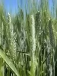 Семена пшеницы озимой твердой купить Агат Донской Амазонка Одари картинка из объявления