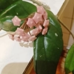, купить растения