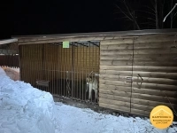 Уличный вольер для собак картинка из объявления