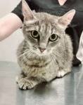 Кошке Дымке (2 года) нужен дом картинка из объявления