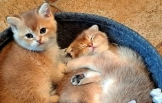 Шотландская вислоухая золотая шиншилла. Клубные котята картинка из объявления
