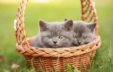 Британские котята картинка из объявления