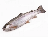 Продажа форели в объявлении 1 фото Продажа форели картинка из объявления