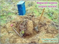 Маралий корень, корни левзеи  от производителя КХ Био картинка из объявления