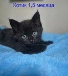 Ласковые и весёлые котята ищут дом! картинка из объявления