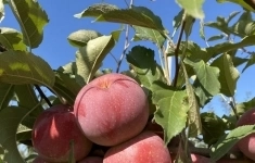 Продаются яблоневые сады в Адыгее в объявлении 3 фото Продаются яблоневые сады в Адыгее картинка из объявления