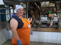 Доярка на ферму картинка из объявления