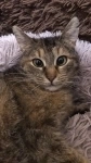 Необыкновенная, трепетная кошка Муся в добрые руки картинка из объявления