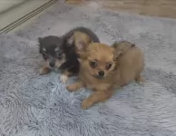 Милые щеночки Чихуахуа картинка из объявления