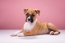 Красивые мальчики и девочки Амстаффтерьера 2 месяца ркф картинка из объявления