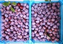 Слива Венгерка синяя (типа Угорки), оздоровительная, экологически чистая картинка из объявления
