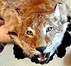 , частное объявление картинка из объявления